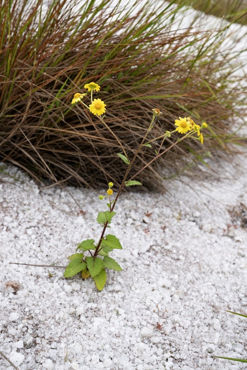 Anisopappus scrophulariifolius