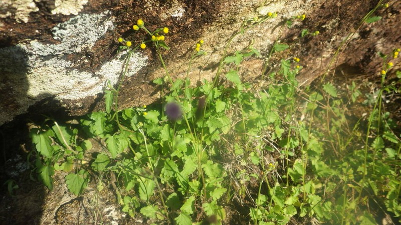 Anisopappus scrophulariifolius photo 2