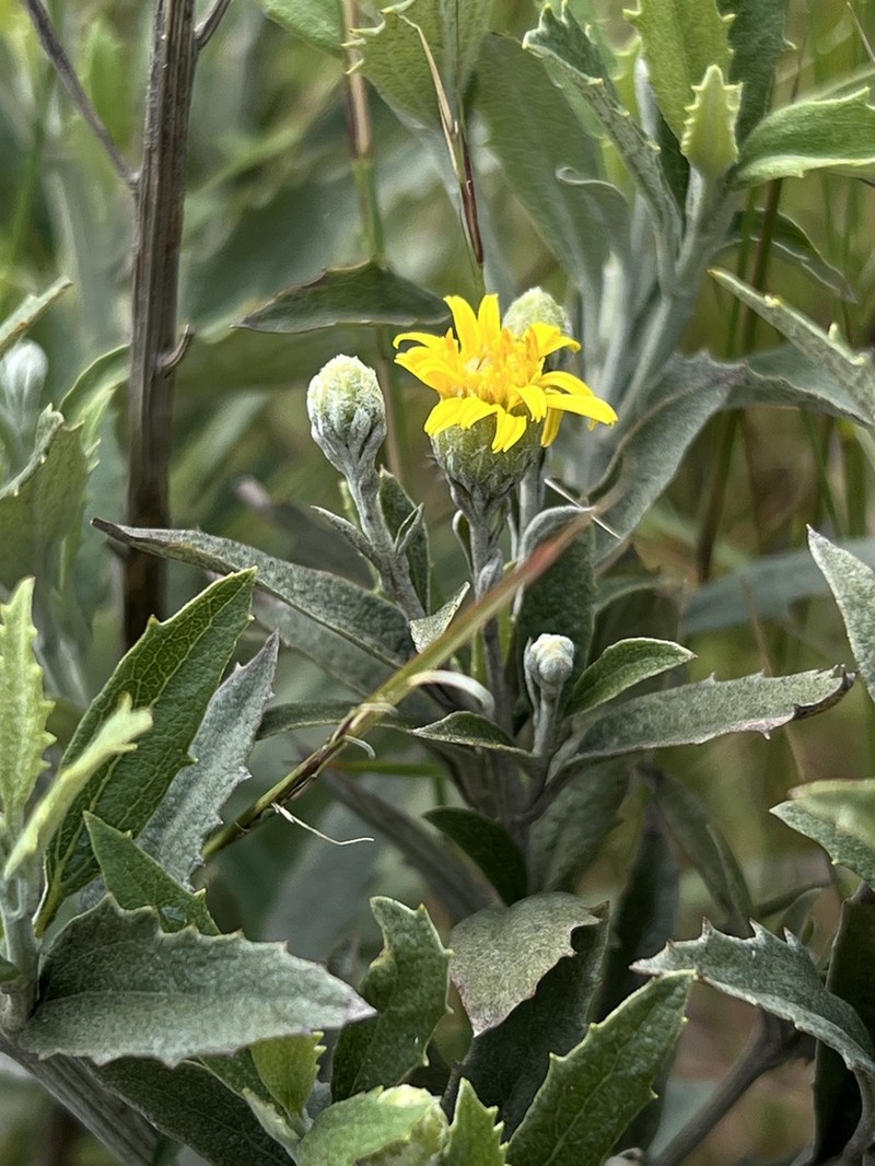 Anisopappus smutsii