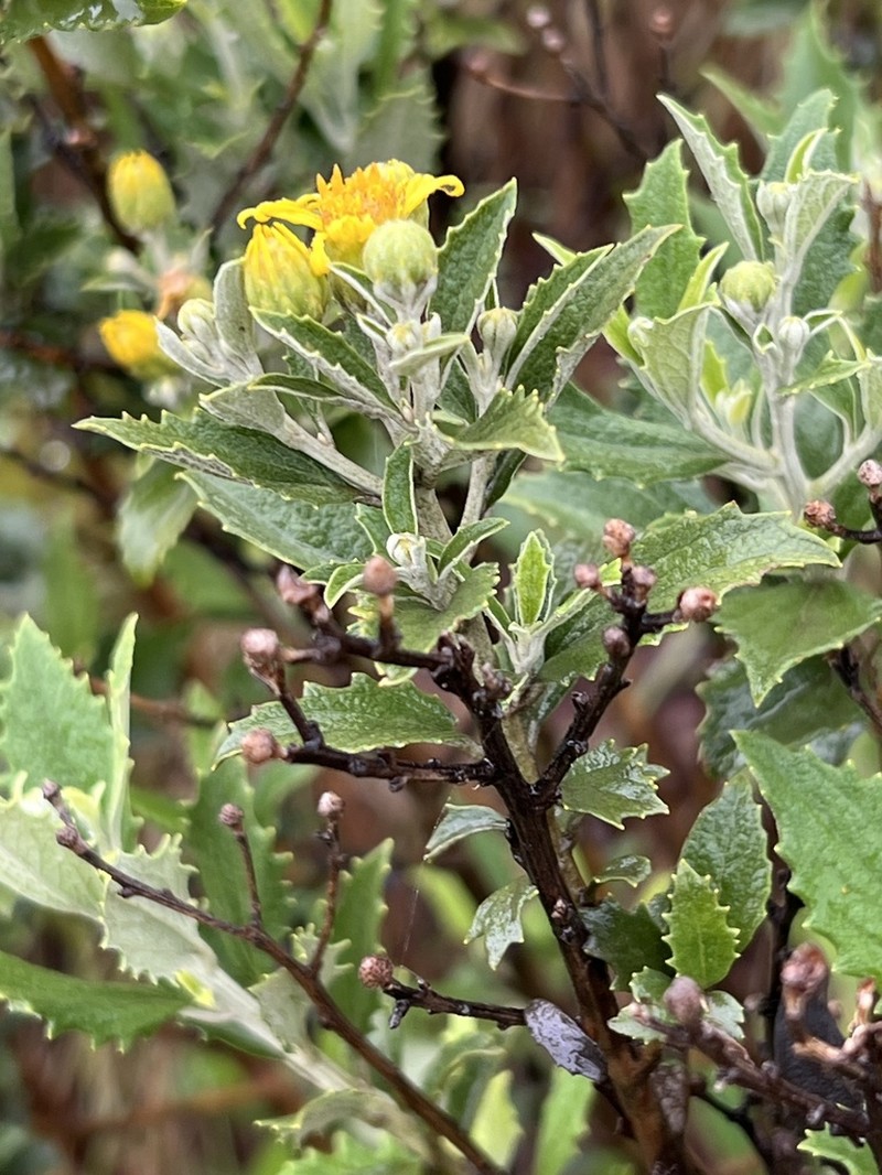 Anisopappus smutsii photo 3