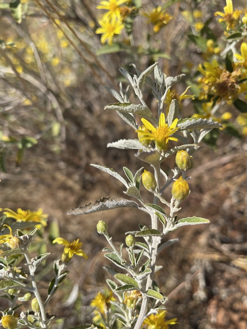 Anisopappus smutsii photo 4