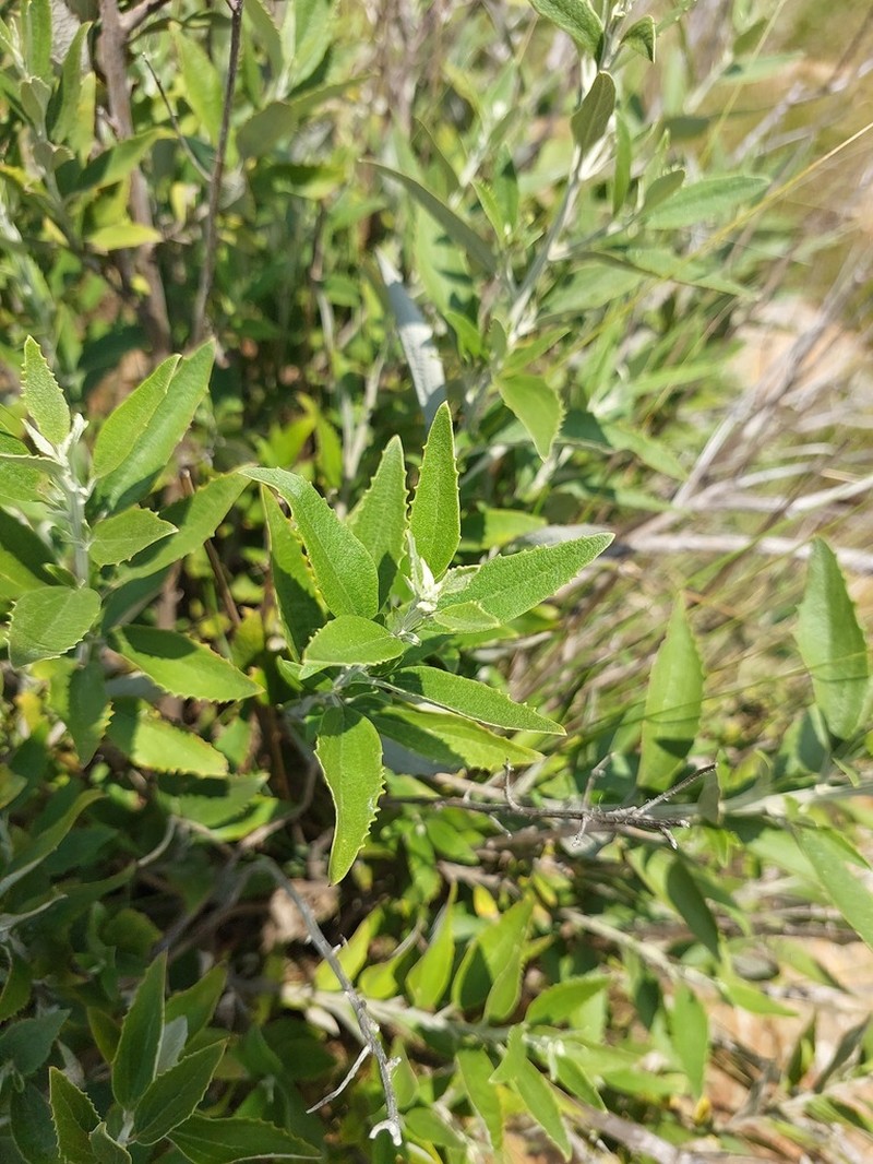 Anisopappus smutsii photo 5