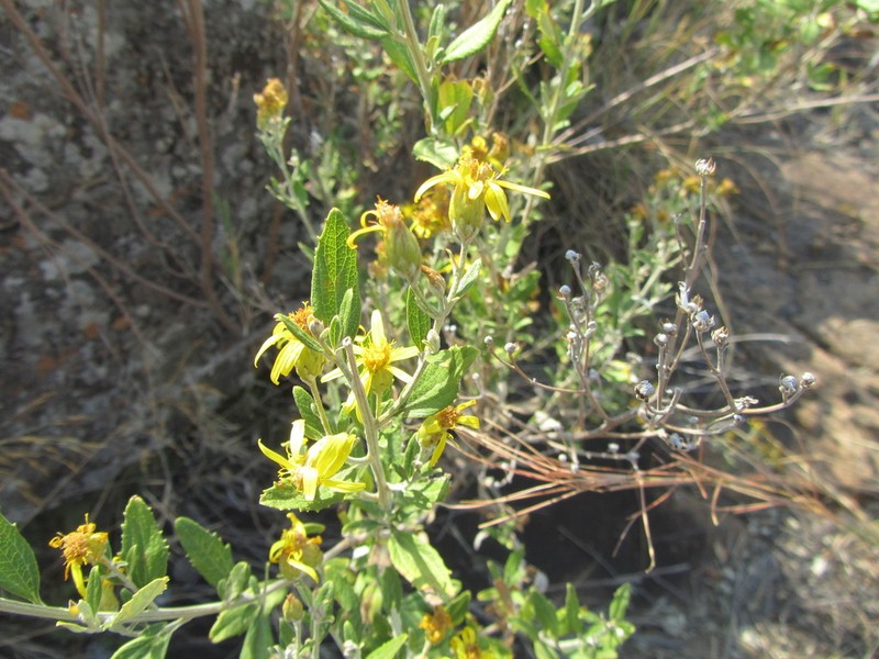 Anisopappus smutsii photo 6