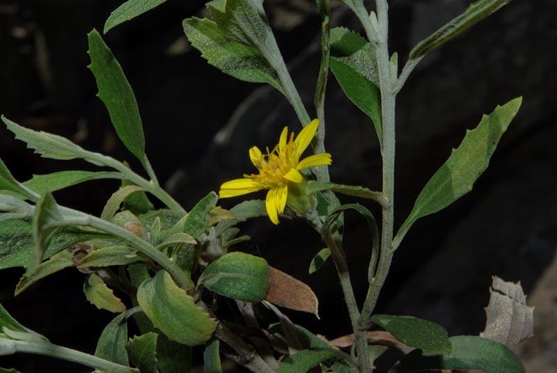Anisopappus smutsii photo 8