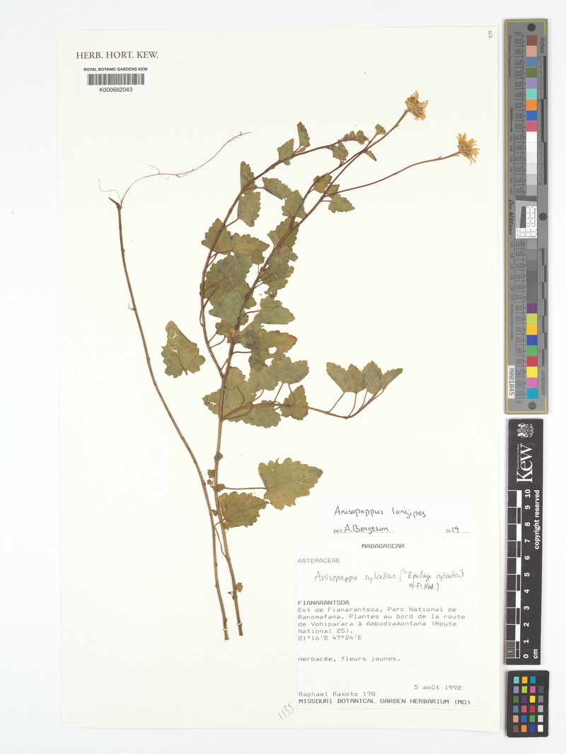 Anisopappus sylvaticus photo 2