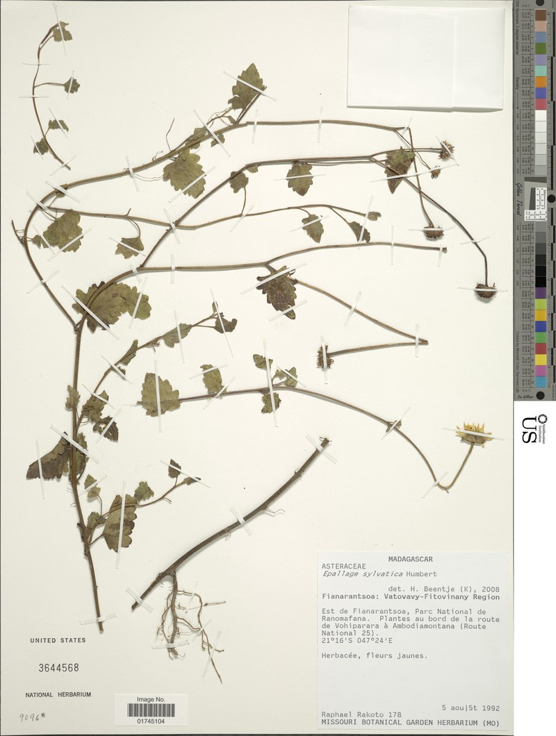 Anisopappus sylvaticus photo 3