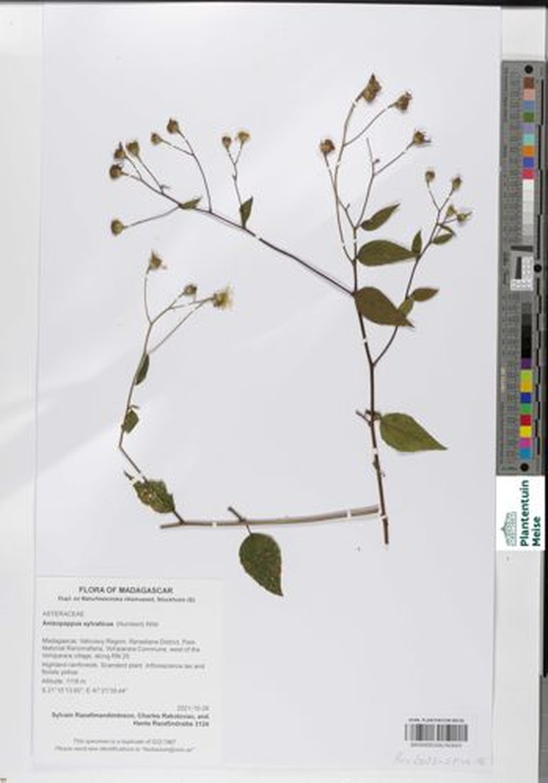 Anisopappus sylvaticus