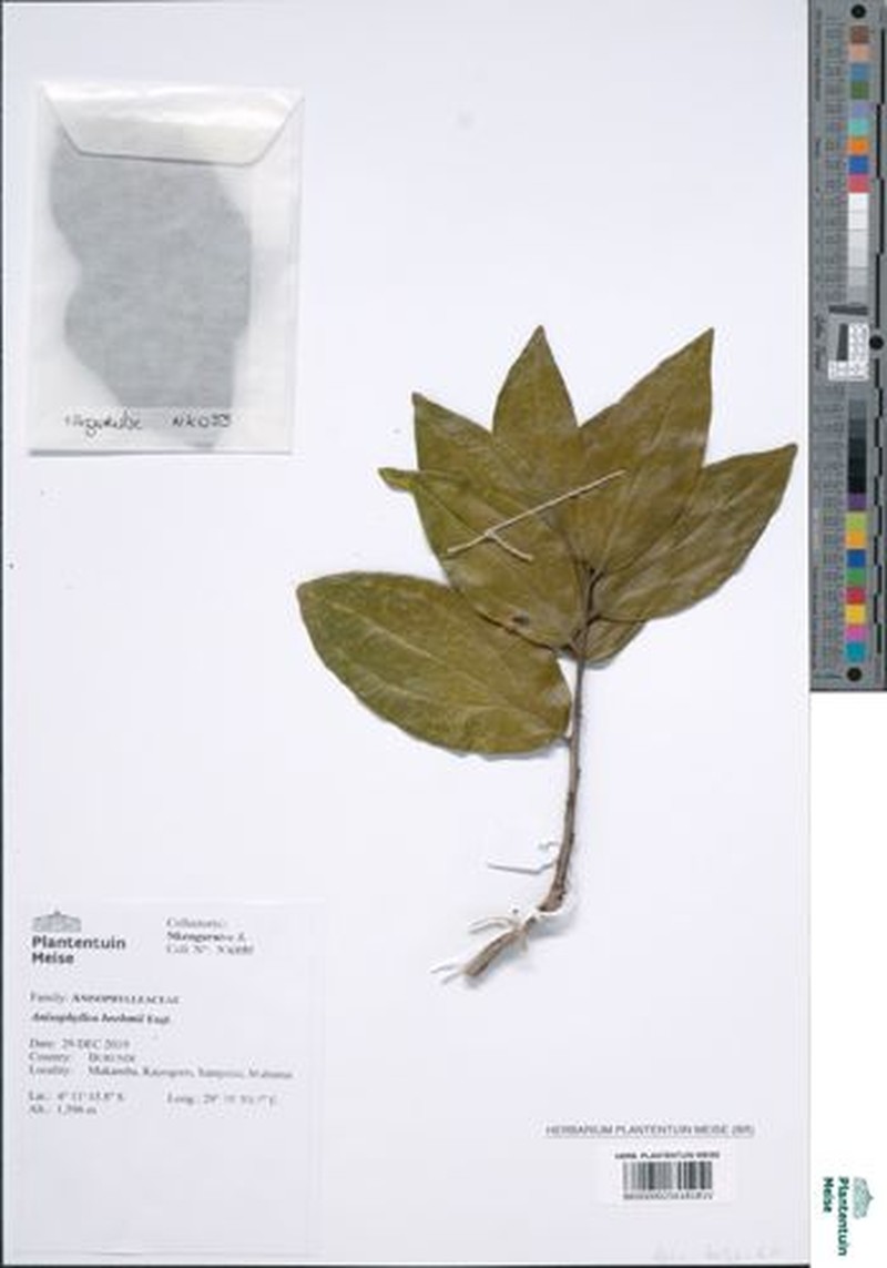 Anisophyllea boehmii