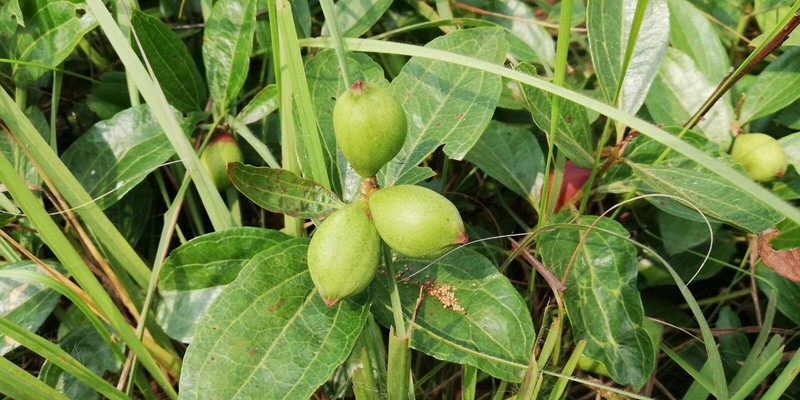 Anisophyllea buettneri
