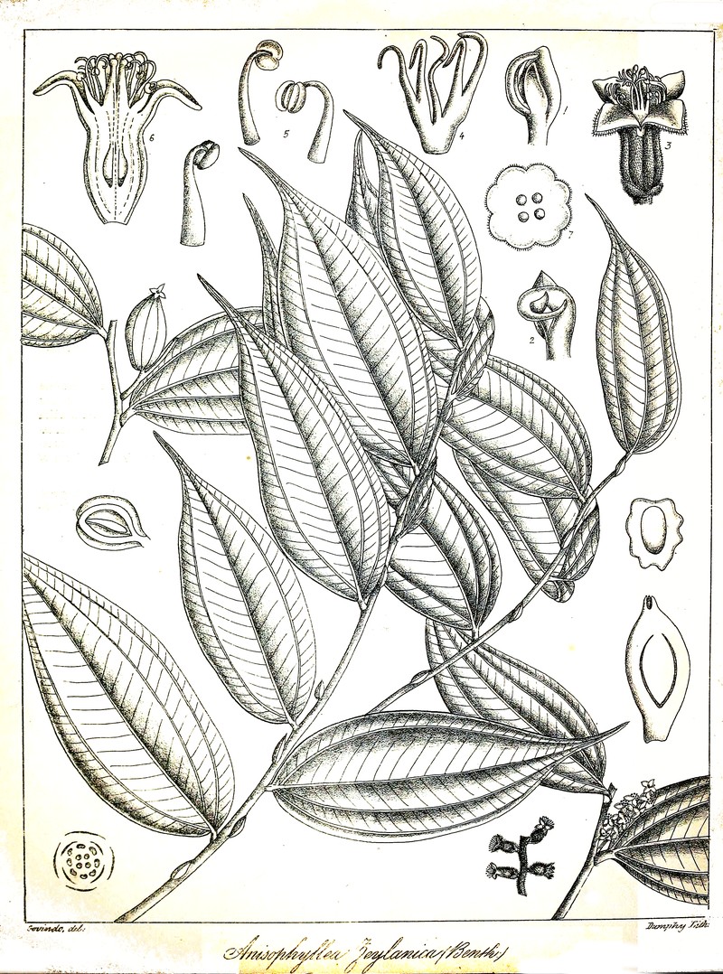 Anisophyllea cinnamomoides