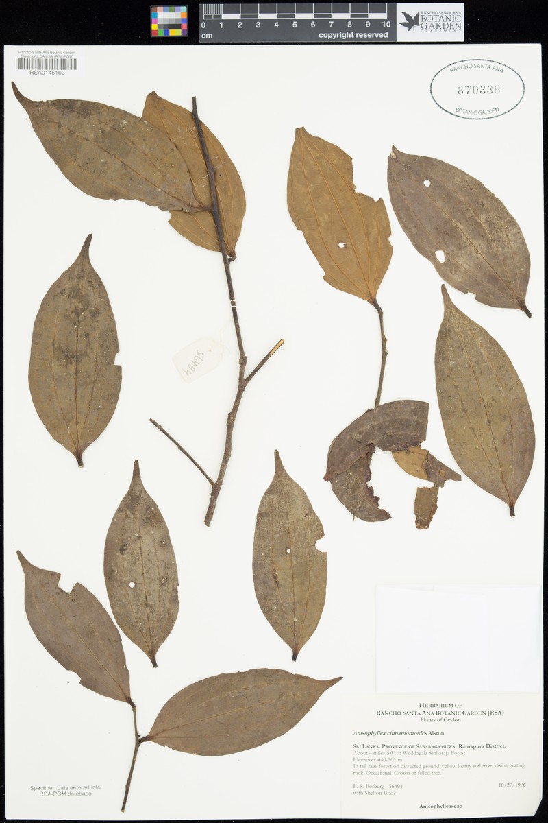 Anisophyllea cinnamomoides photo 3