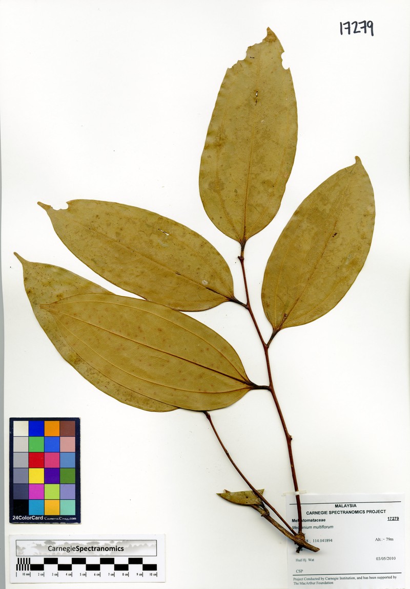 Anisophyllea corneri