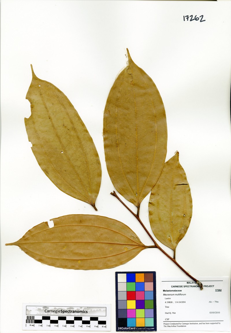 Anisophyllea corneri photo 2