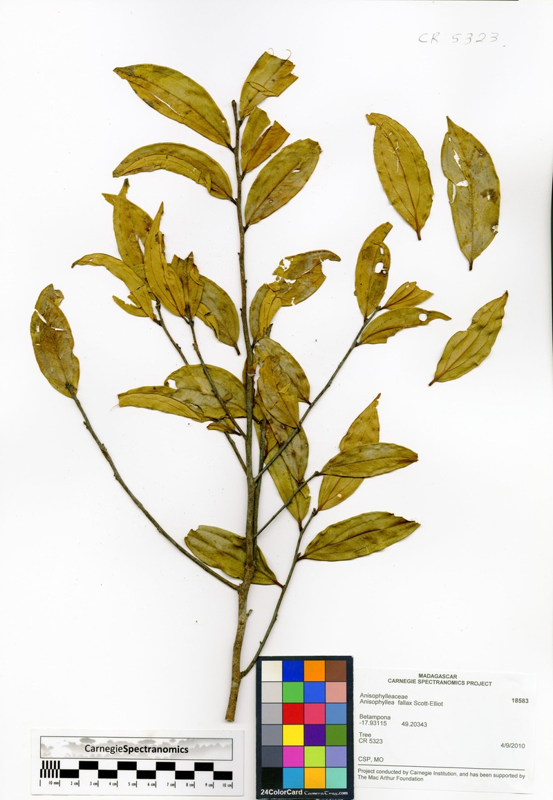 Anisophyllea fallax