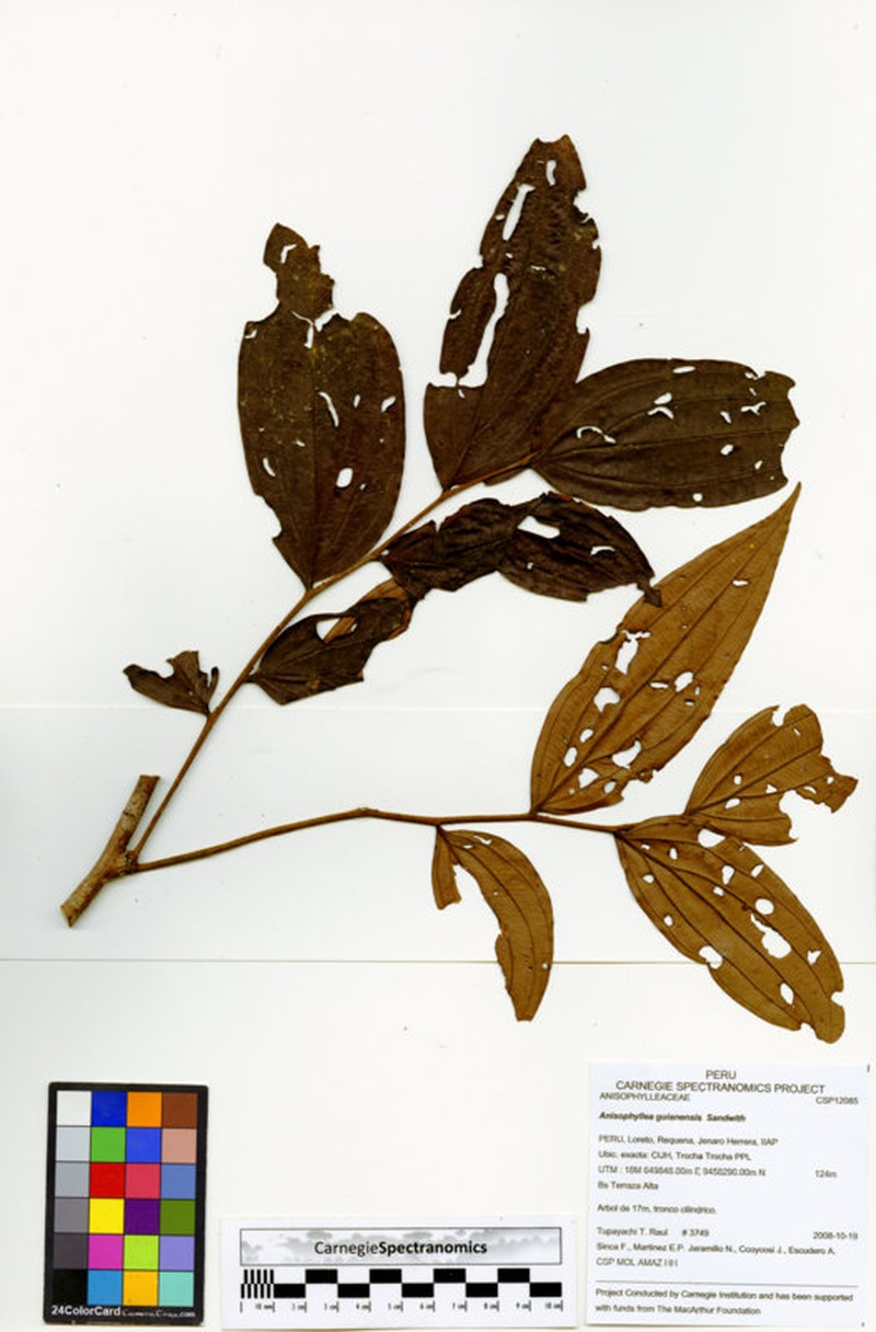 Anisophyllea guianensis
