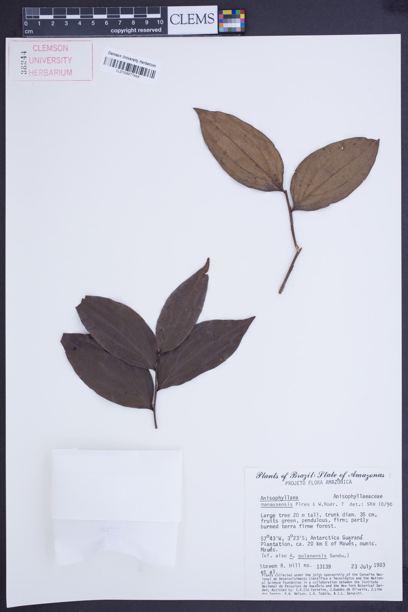 Anisophyllea manausensis