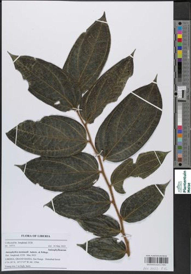 Anisophyllea meniaudii