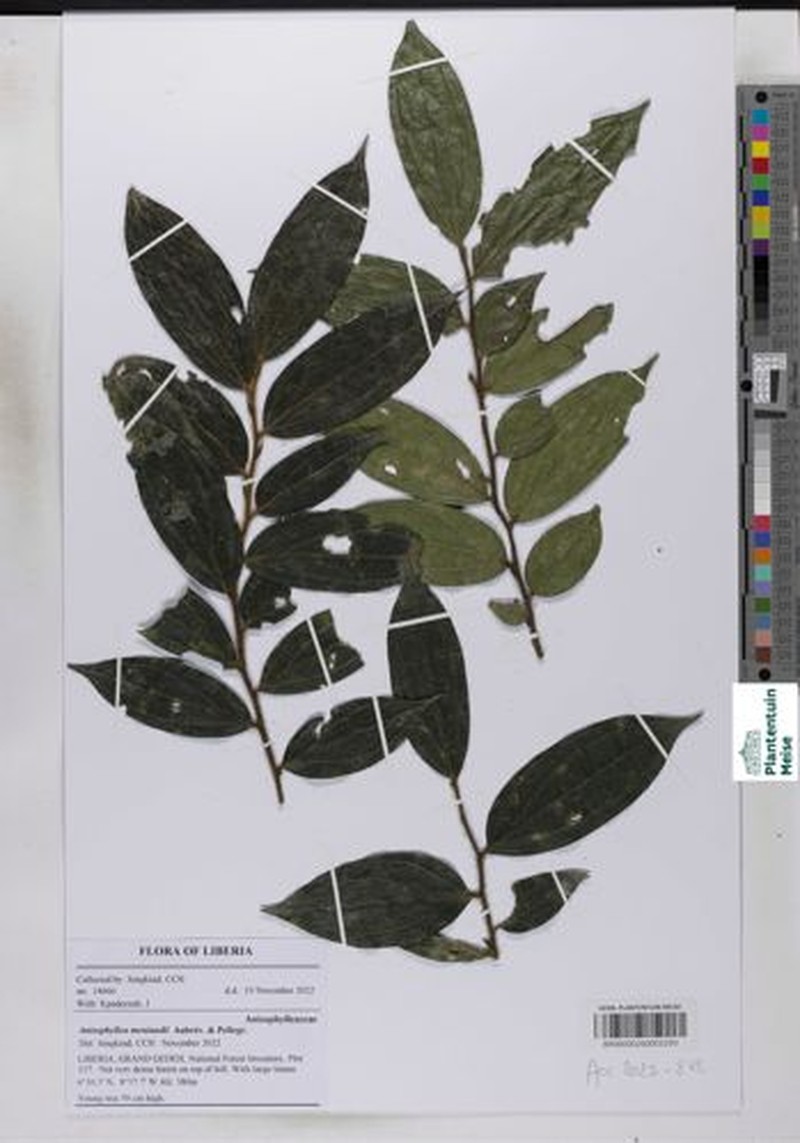 Anisophyllea meniaudii photo 2