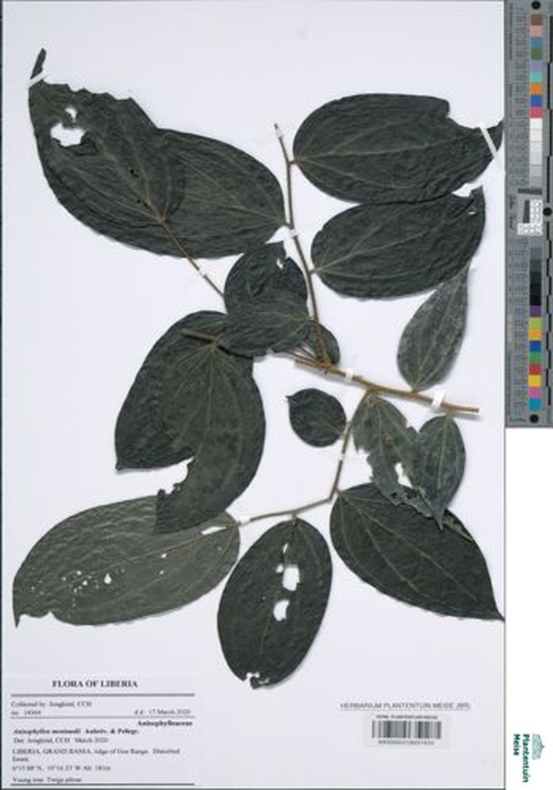 Anisophyllea meniaudii photo 3