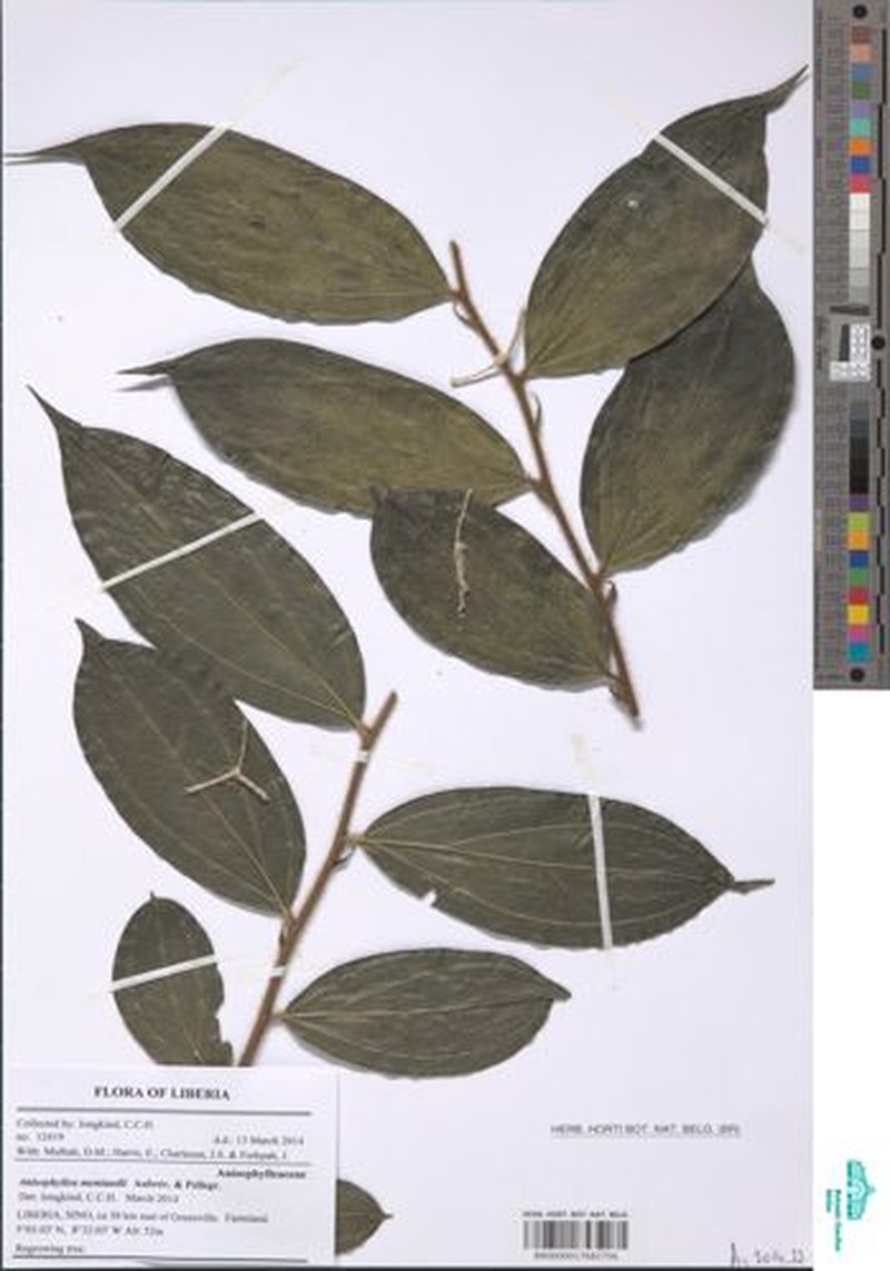 Anisophyllea meniaudii photo 4