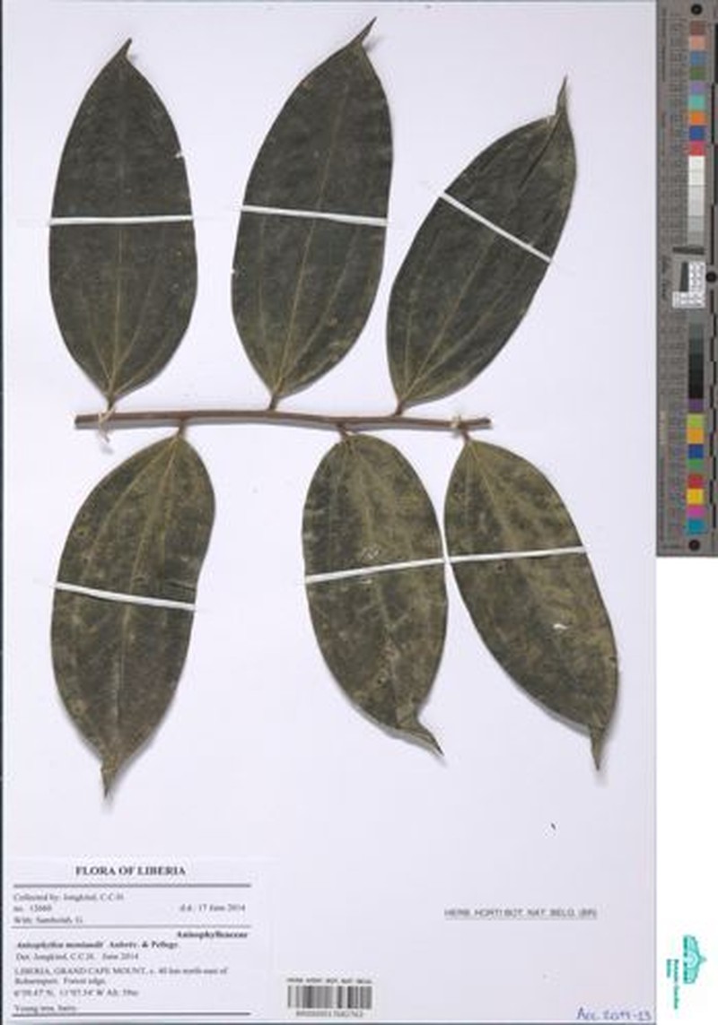 Anisophyllea meniaudii photo 5