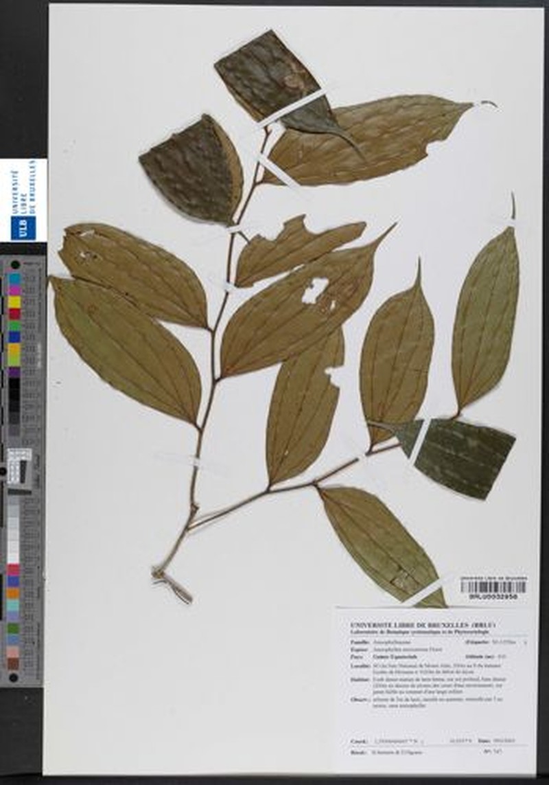 Anisophyllea myriosticta photo 2