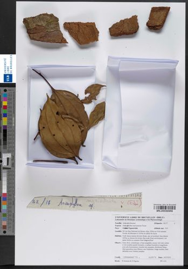 Anisophyllea myriosticta photo 3