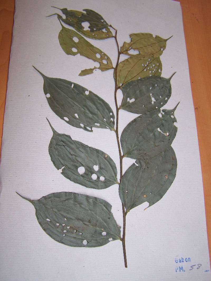 Anisophyllea polyneura