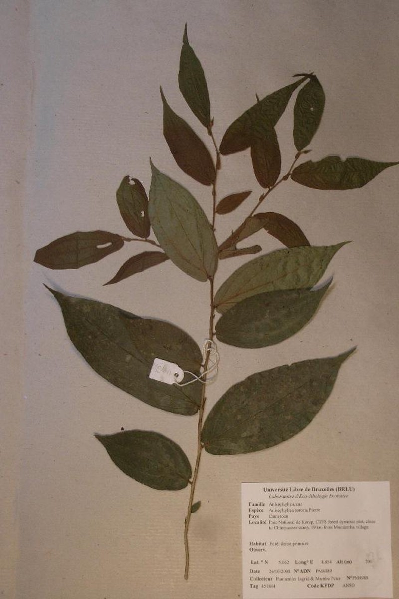 Anisophyllea sororia