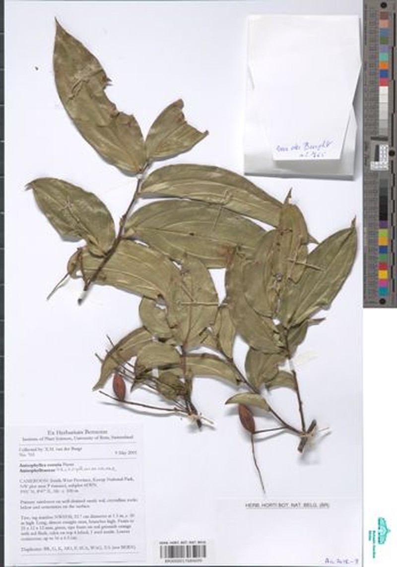 Anisophyllea sororia photo 3