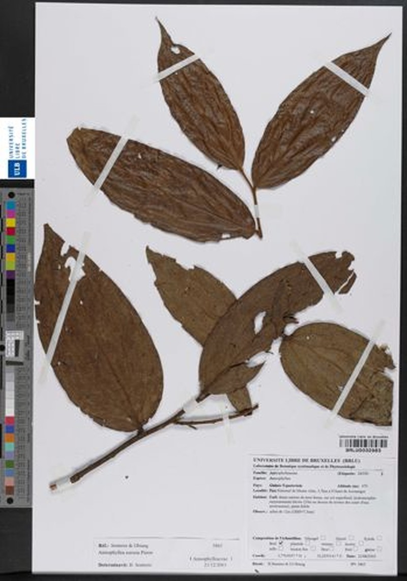 Anisophyllea sororia photo 4