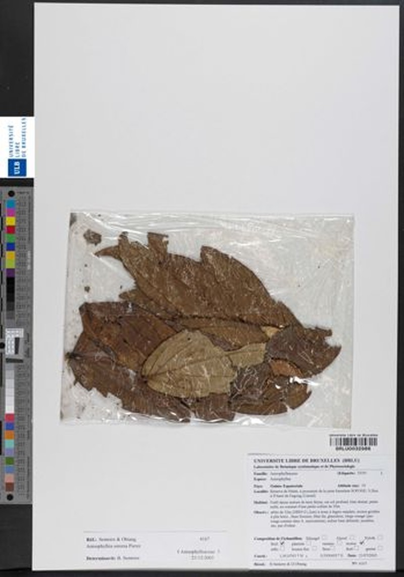 Anisophyllea sororia photo 5