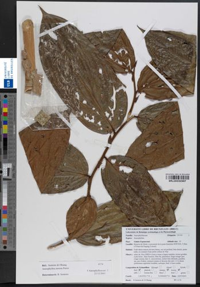 Anisophyllea sororia photo 6