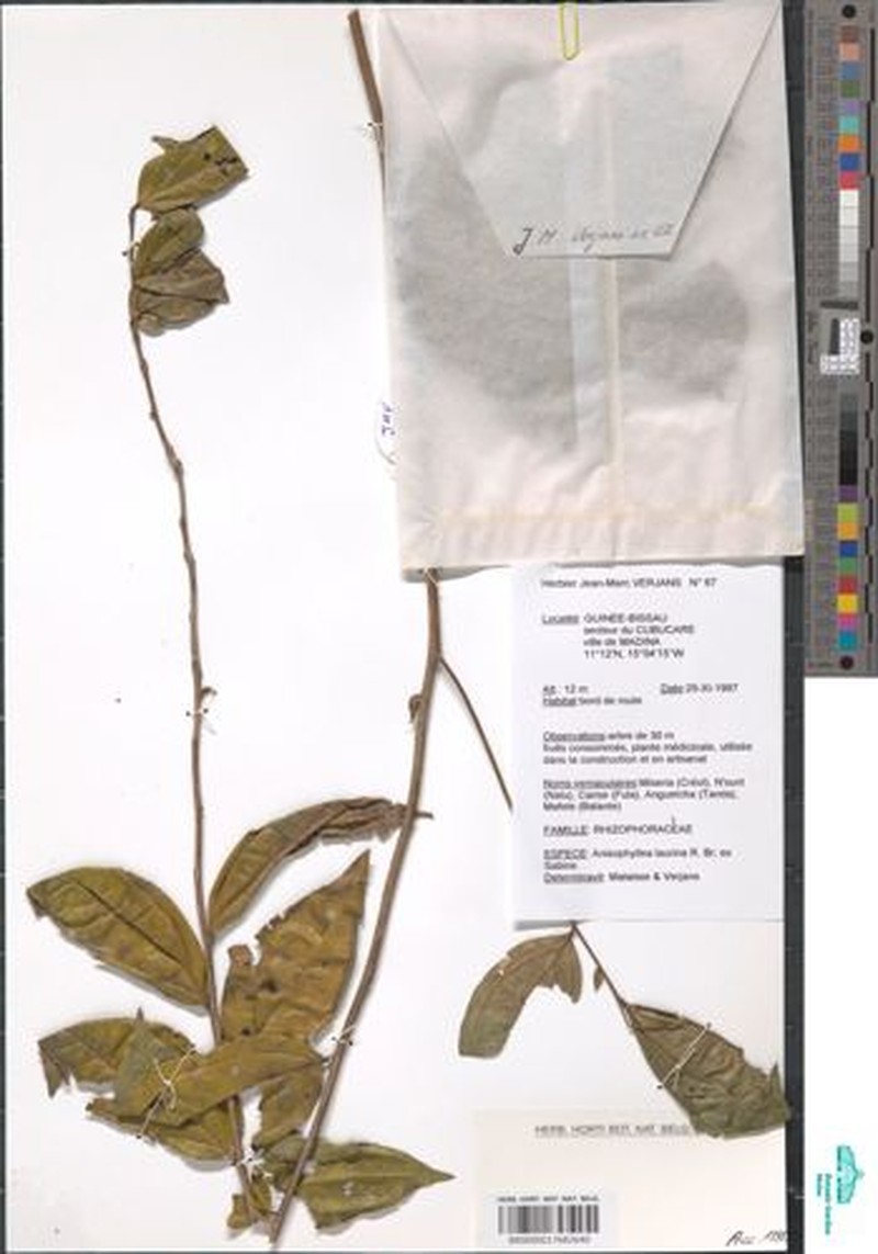 Anisophyllea strychnoides