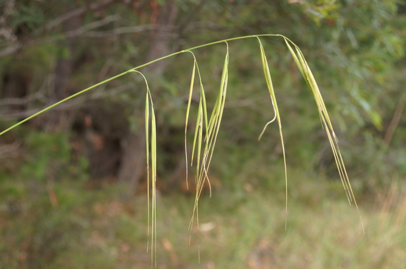 Anisopogon avenaceus