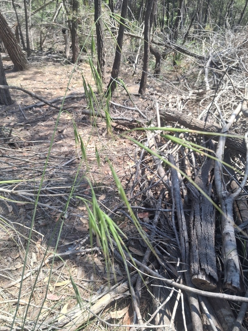 Anisopogon avenaceus photo 2