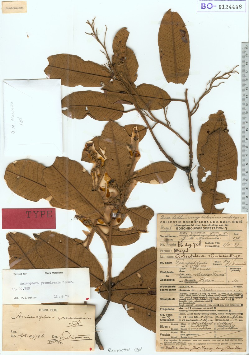 Anisoptera grossivenia