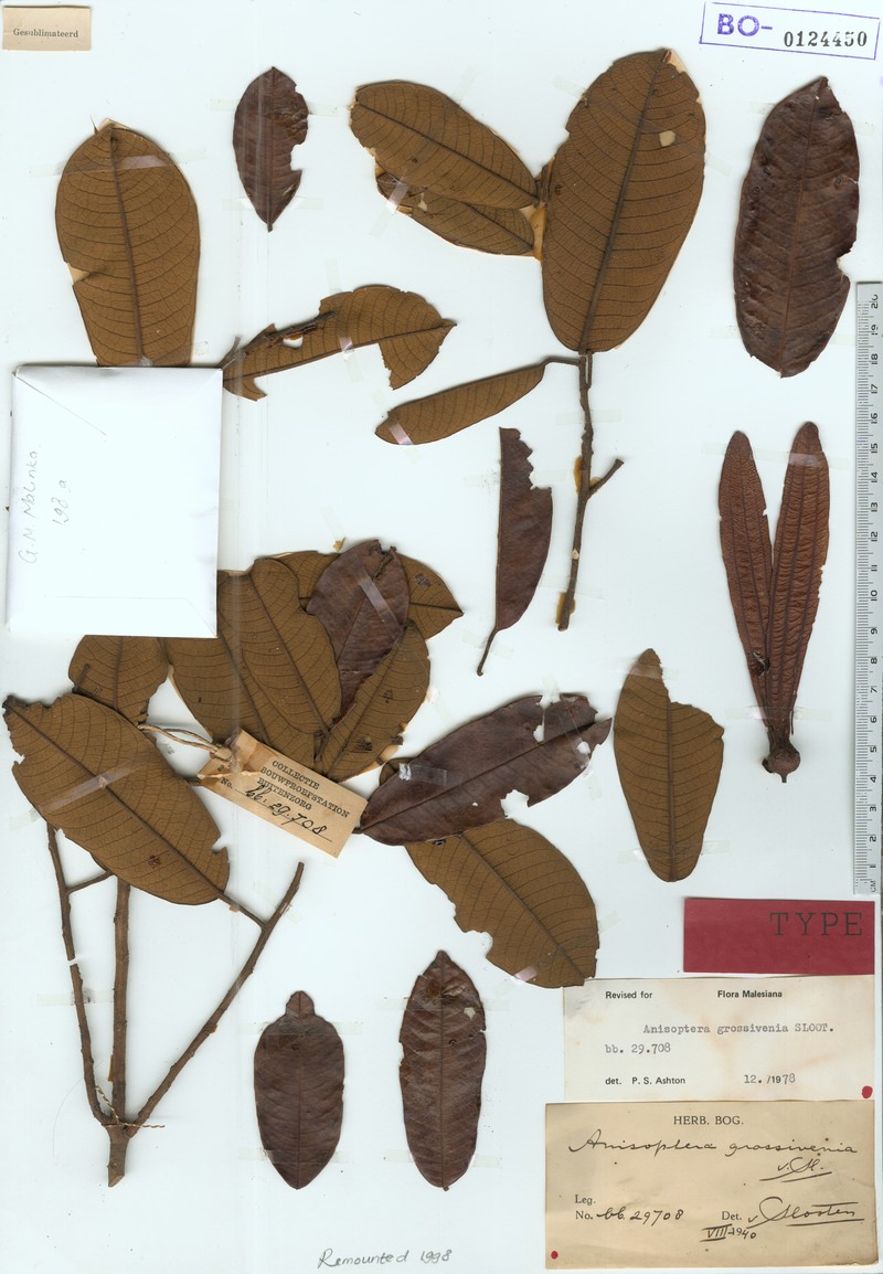 Anisoptera grossivenia photo 2