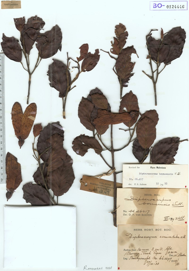 Anisoptera grossivenia photo 3