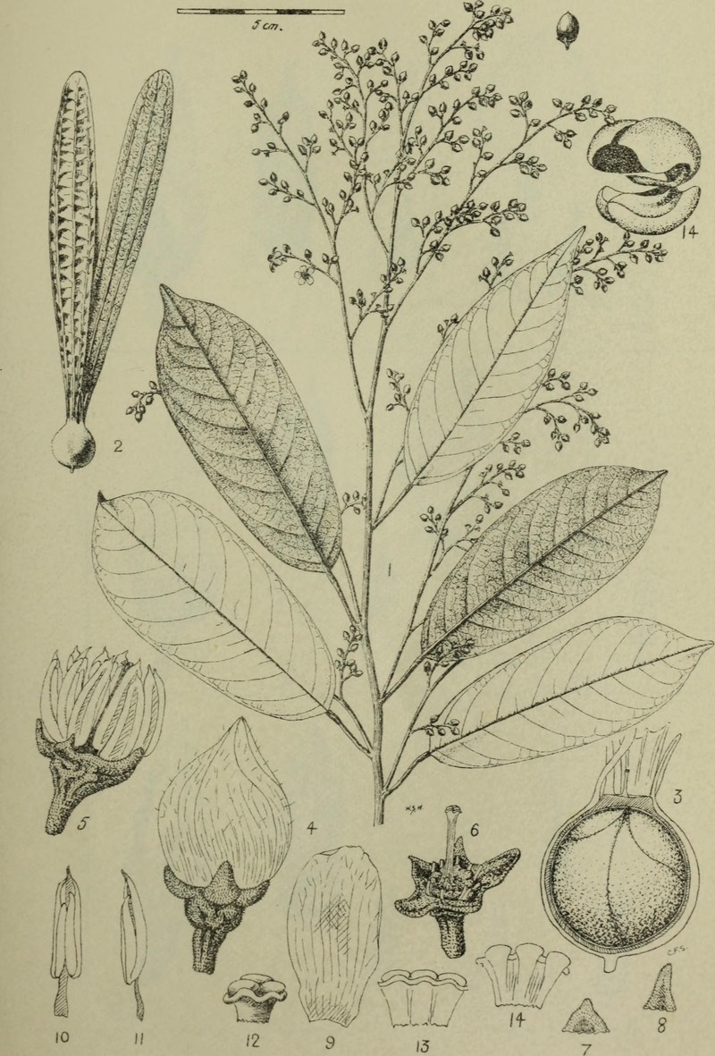 Anisoptera laevis