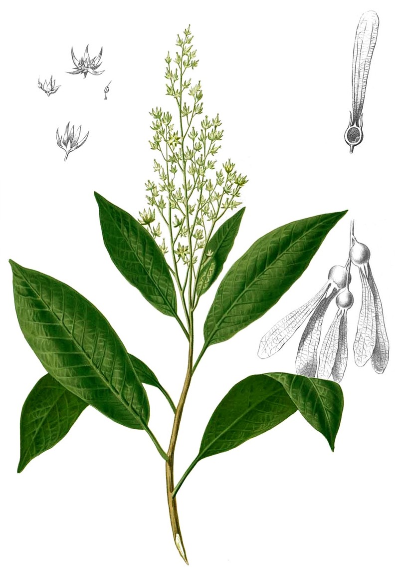 Anisoptera thurifera