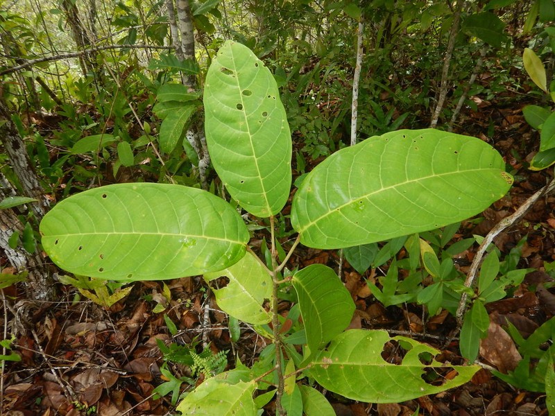 Anisoptera thurifera photo 3