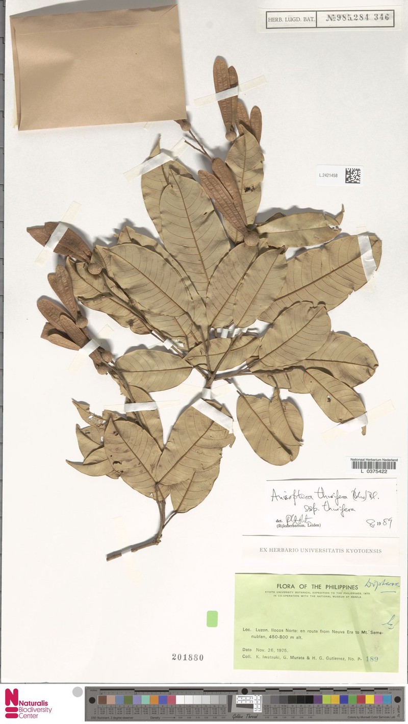 Anisoptera thurifera subsp. thurifera