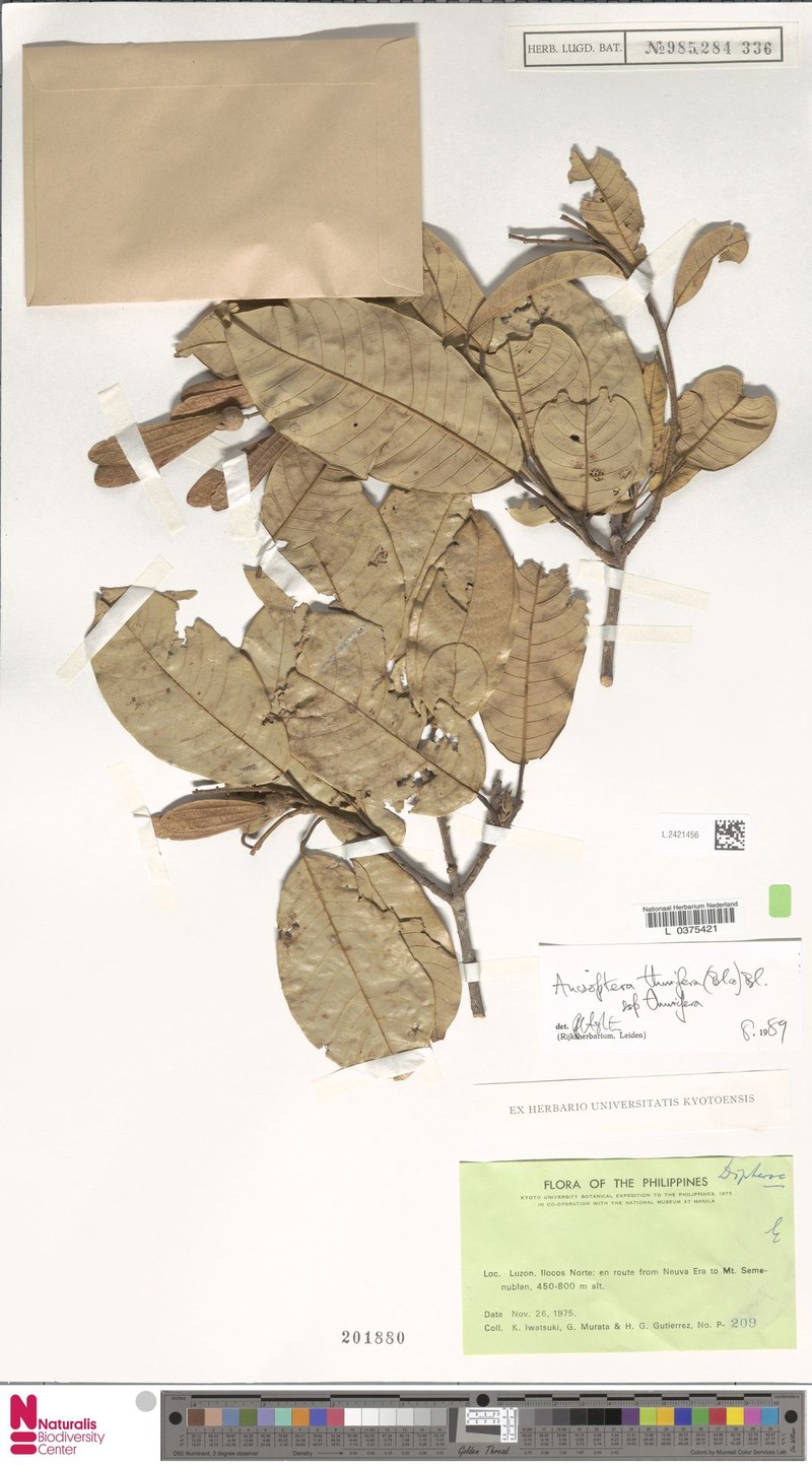 Anisoptera thurifera subsp. thurifera photo 2