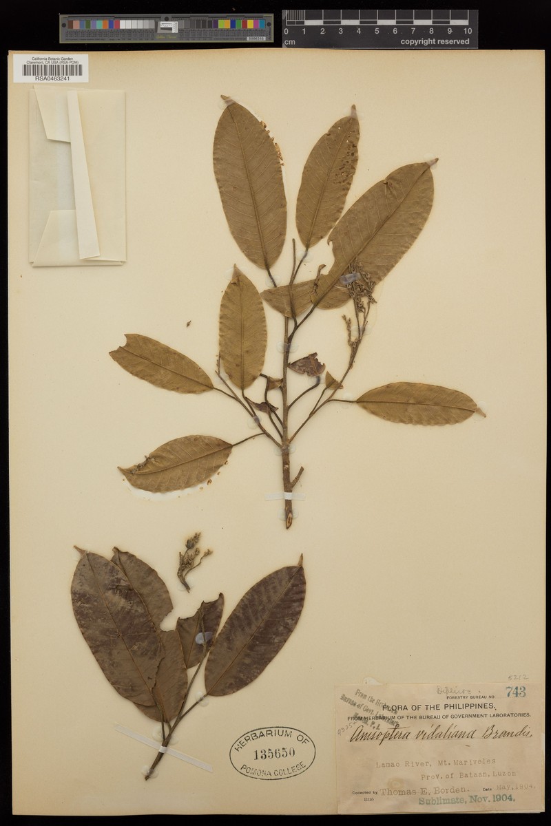 Anisoptera thurifera subsp. thurifera photo 3