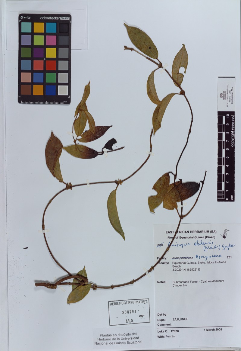 Anisopus efulensis
