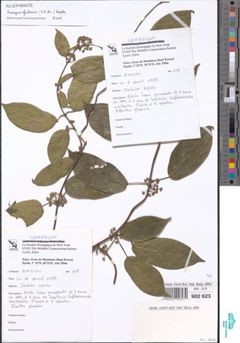 Anisopus efulensis photo 2