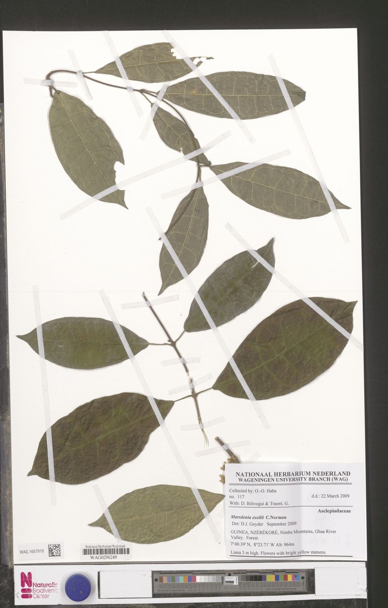 Anisopus exellii