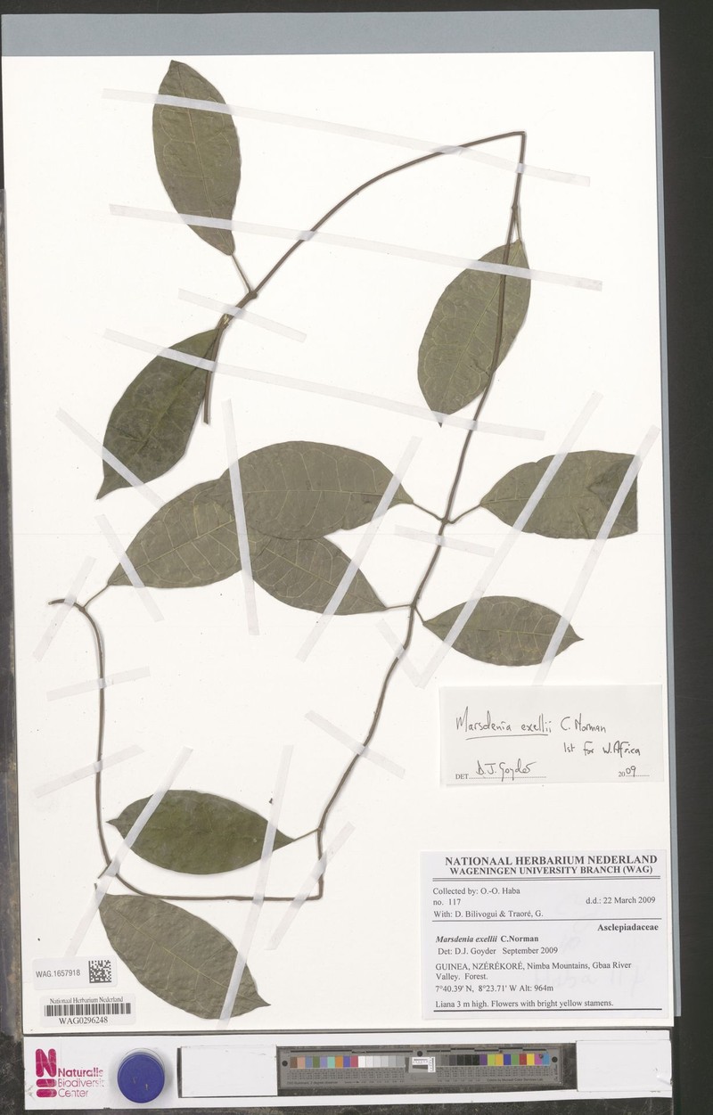 Anisopus exellii photo 2
