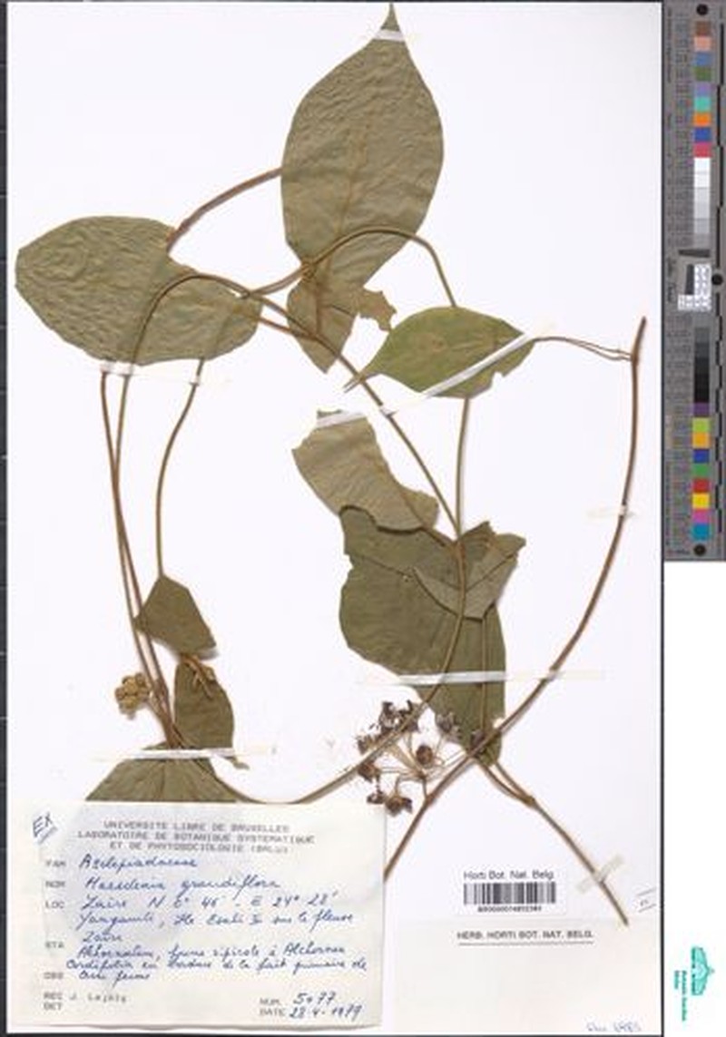 Anisopus magniflorus